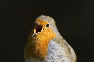 Robin