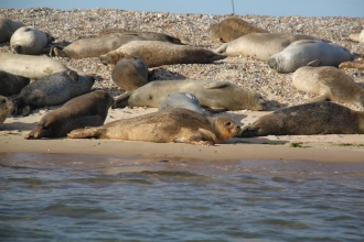 Seals in Norfolk