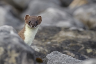 Stoat