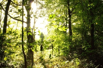 Deer's Leap Wood