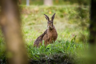 Hare