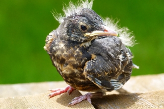 Juvenile robin