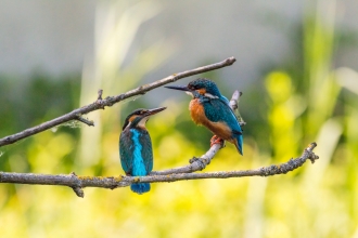 Kingfishers