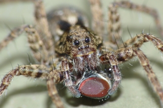 Wolf Spider