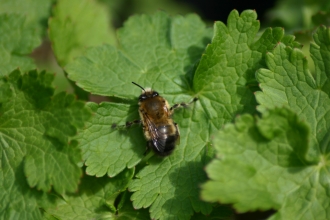 Hairy-footed flower bee (male)