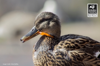 plastic ring around duck neck in canal