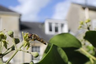 Marmalade hoverfly © Nick Upton/2020VISION