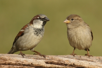 House Sparrows