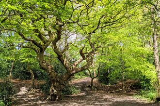 Moseley Bog