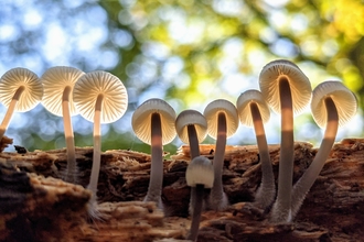 Fungi