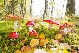 Fly agaric