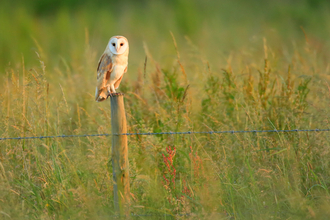 barn owl sat on a fence post