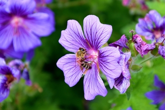 Cranesbill