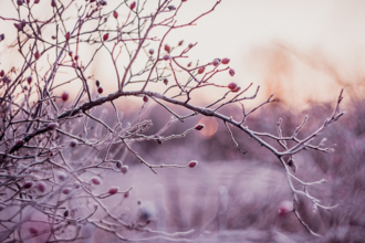 Winter tree