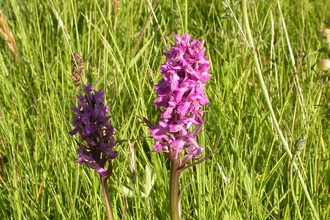 Southern Marsh Orchid 