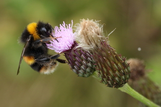 Buff-tailed bumblebee