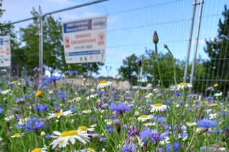 flowers with fence behind
