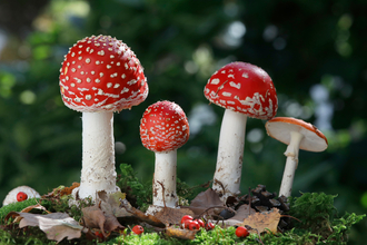 Fly agarics