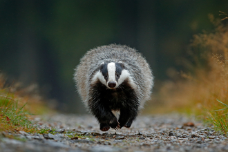 Badger