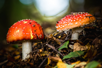 Fly agarics