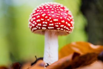 Fly agaric