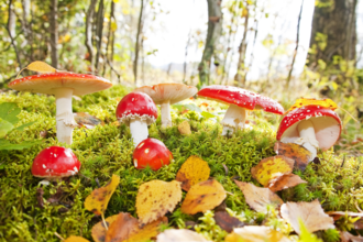 Fly agarics