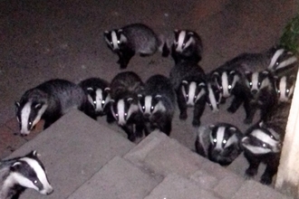 Badgers