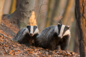 Badgers