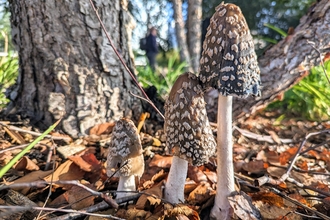 Fungi