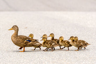 Ducklings