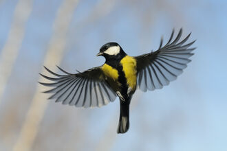 Great tit