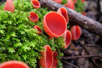 Scarlet elf cups