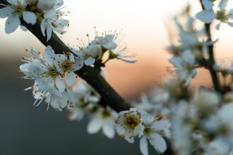 The white flowers of blackthorn blossom