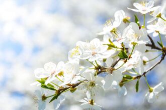 Branch of white cherry blossom flowers over a blurred blue background.