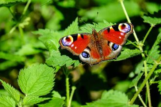 Peacock butterfly