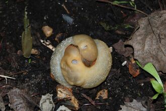 Mating slugs