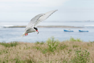 An arctic tern flying low over grassland with a small fish in its beak. In the distance the sea, with small boats, can be seen