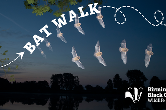 Bat Walk