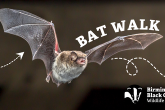 Bat Walk