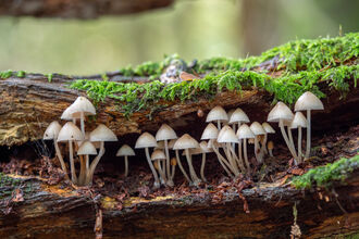 Birmingham Fungi Festival