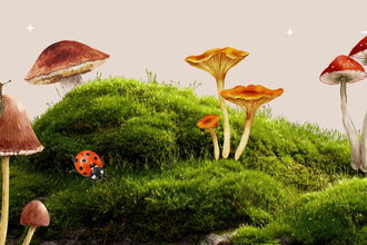 Fungi Festival