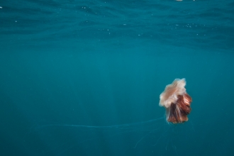 Lion's Mane Jellyfish