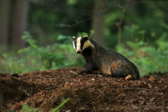 Badger