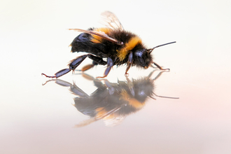 Bee