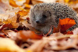 hedgehog