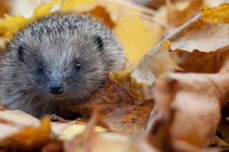 Hedgehog in autumn leaves