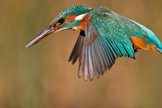 Kingfisher in flight