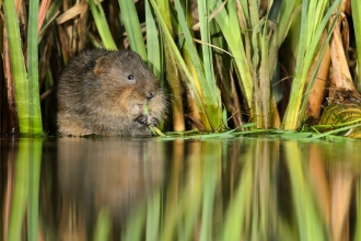 Water Vole