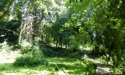 Moseley Bog Pool