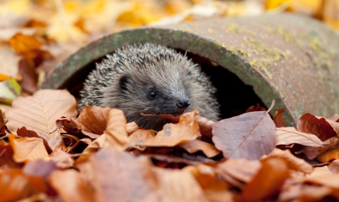 Hedgehog in leaves